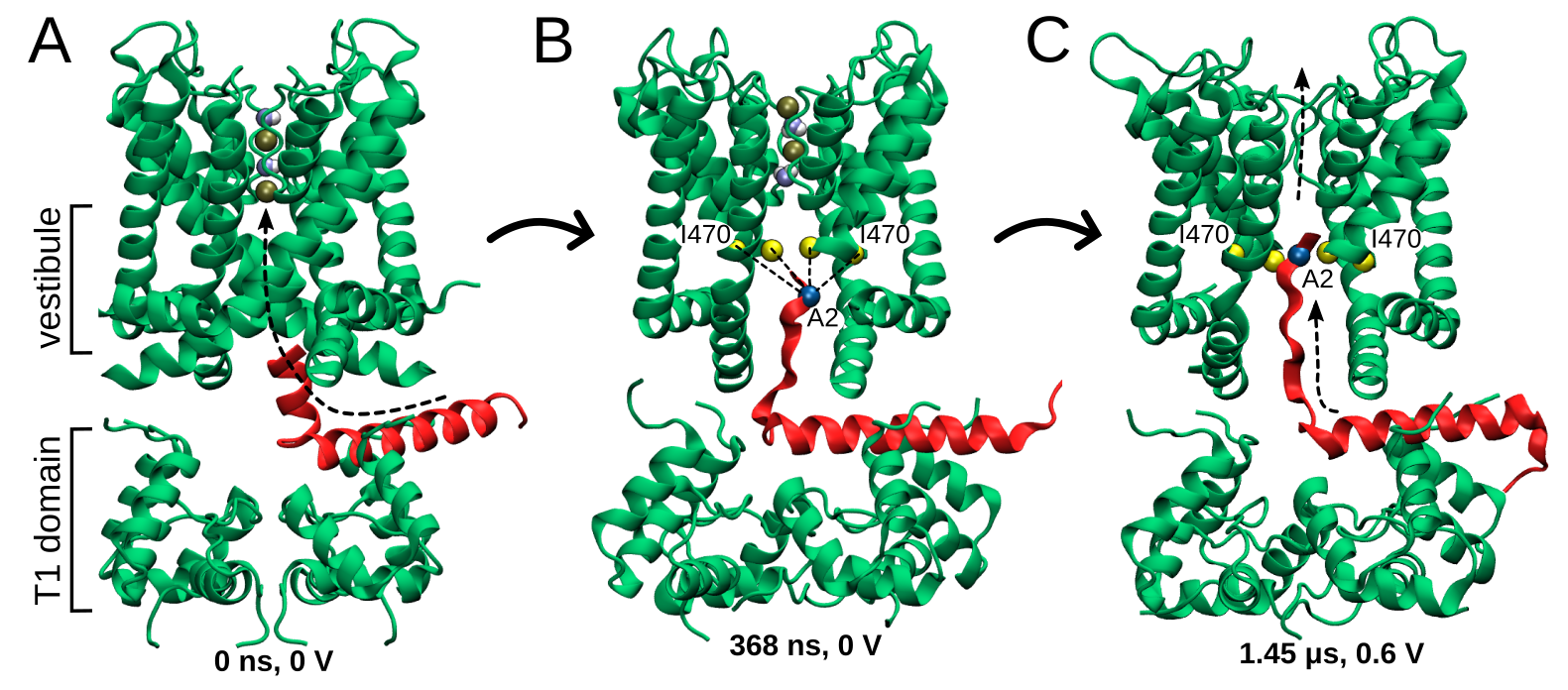 Insertion of the N-terminal gating domain into the pore of the potassium channel
